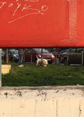 Zašto su nam zelene površine potrebnije vše nego ikad?